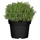 Bild 1 von Mediterrane Gewürzkräuter Feldthymian Thymus Vulgaris H 25 cm 14 cm Topf