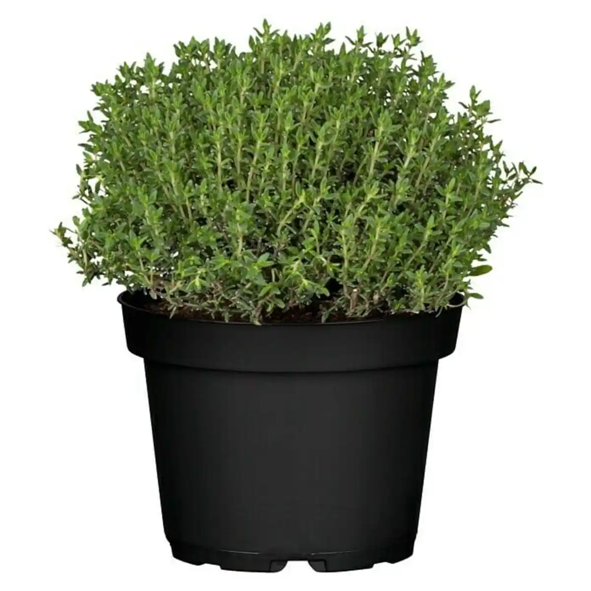 Bild 1 von Mediterrane Gewürzkräuter Feldthymian Thymus Vulgaris H 25 cm 14 cm Topf