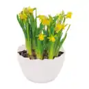 Bild 3 von GARDENLINE Narzissen in Eierschale