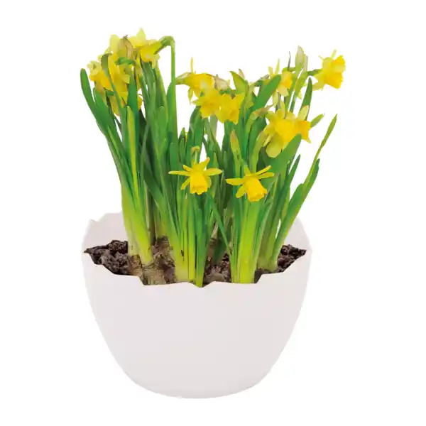 Bild 3 von GARDENLINE Narzissen in Eierschale