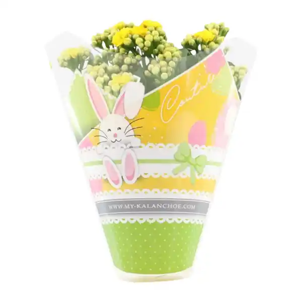 Bild 2 von GARDENLINE Kalanchoe