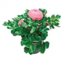 Bild 1 von Ranunkeln