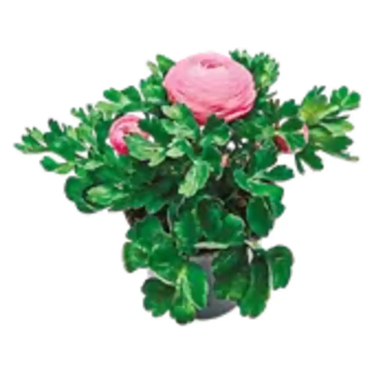 Bild 1 von Ranunkeln