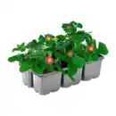 Bild 2 von GARDENLINE Erdbeerpflanzen