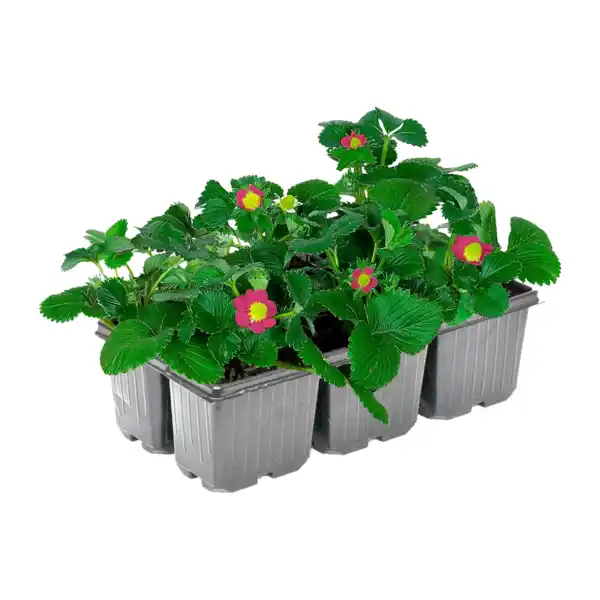 Bild 2 von GARDENLINE Erdbeerpflanzen