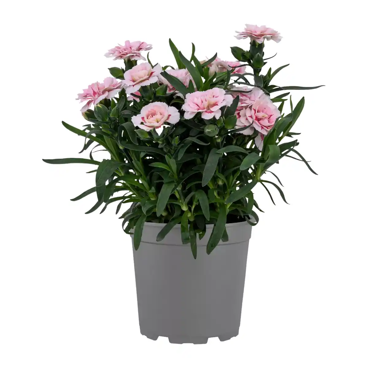 Bild 4 von GARDENLINE Nelken