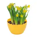 Bild 2 von GARDENLINE Narzissen in Eierschale
