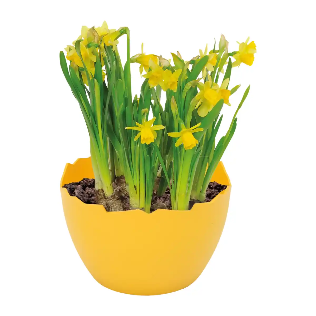 Bild 2 von GARDENLINE Narzissen in Eierschale
