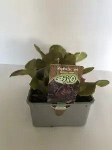 Bio Salat- und Gemüsesetzlinge Kopfsalat Lactuca sativa rot 6er Schale