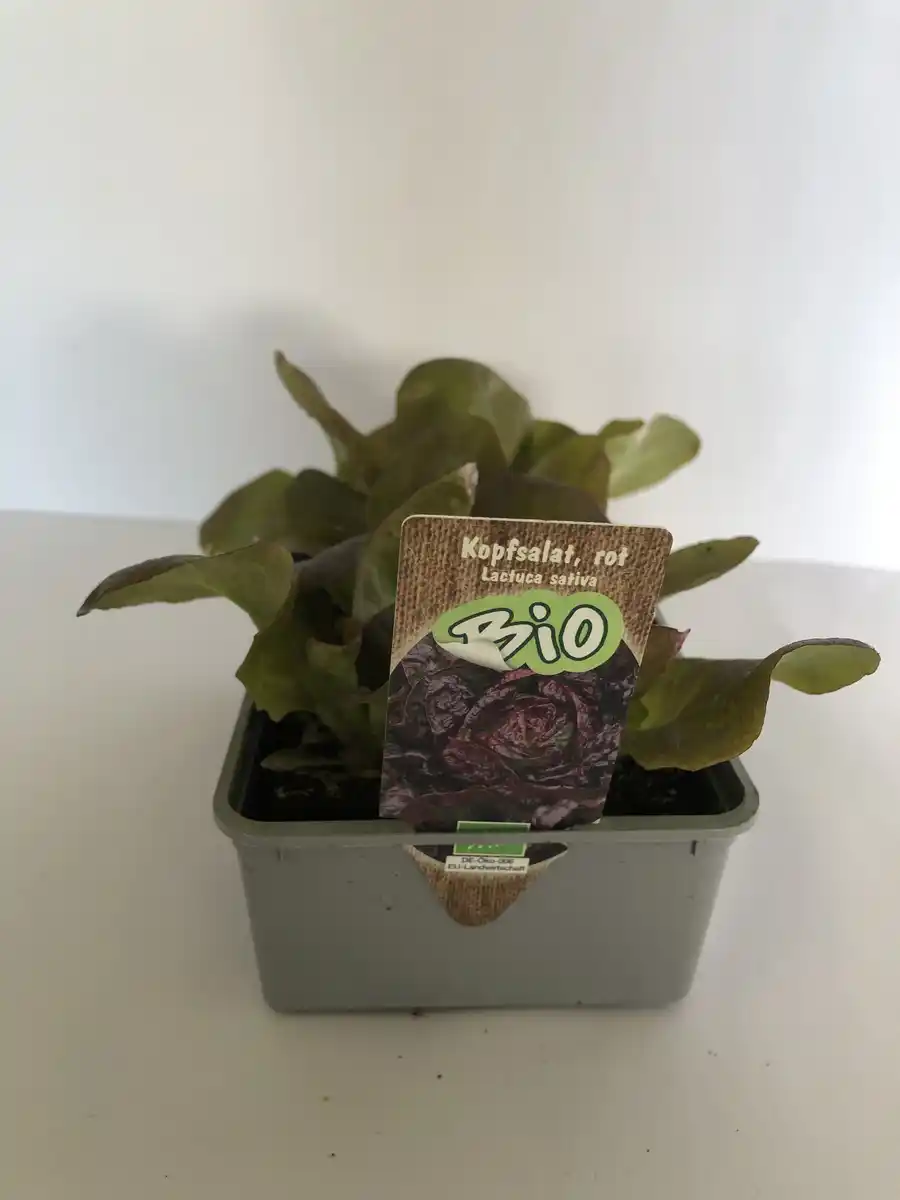 Bild 1 von Bio Salat- und Gemüsesetzlinge Kopfsalat Lactuca sativa rot 6er Schale
