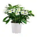 Bild 3 von GARDENLINE Dipladenia-Busch