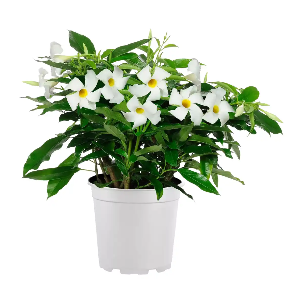 Bild 3 von GARDENLINE Dipladenia-Busch