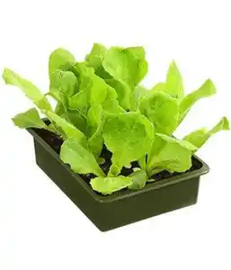 Bio Salat- und Gemüsesetzlinge Butterkopfsalat Lactuca sativa 6 er Schale