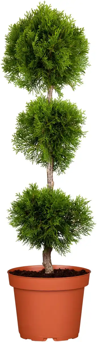 Bild 1 von Thuja Ponpon