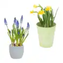 Bild 1 von GARDENLINE Bepflanzte Osterkeramik