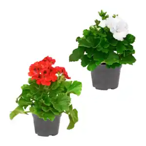 GARDENLINE Edelgeranie