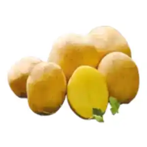 Pflanzkartoffeln „Paroli“