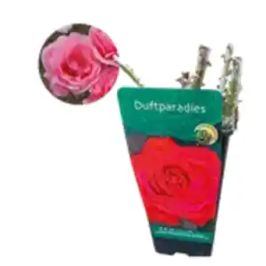 Premium Garten­ rose
