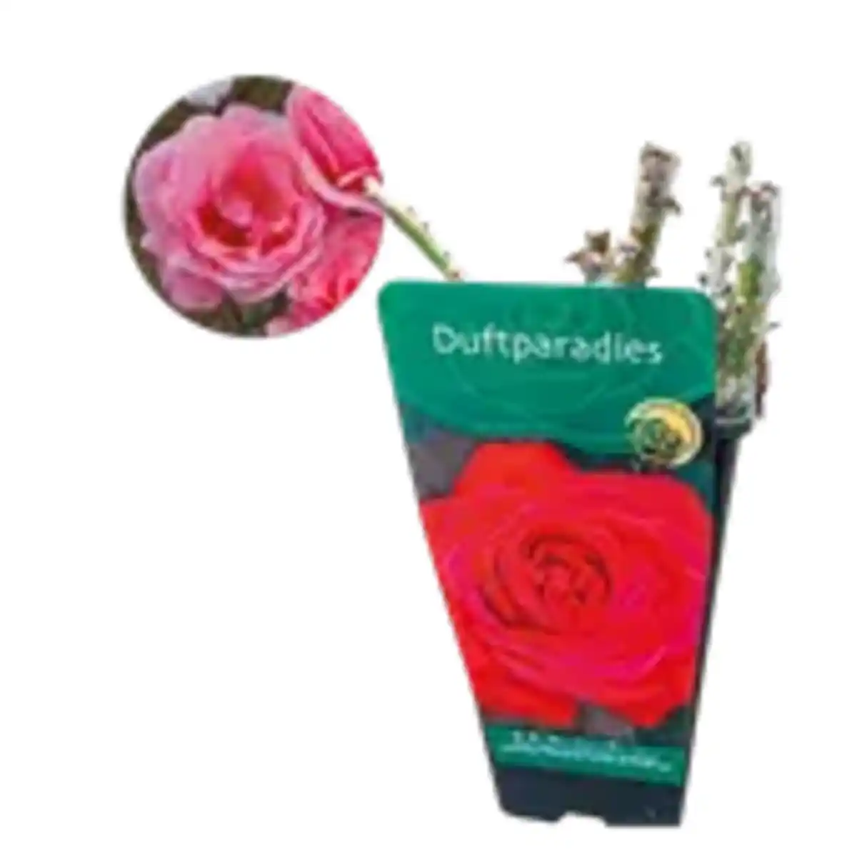 Bild 1 von Premium Garten­ rose