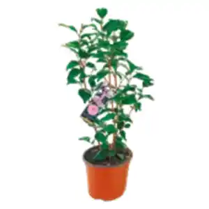 Kamelie „Japonica“