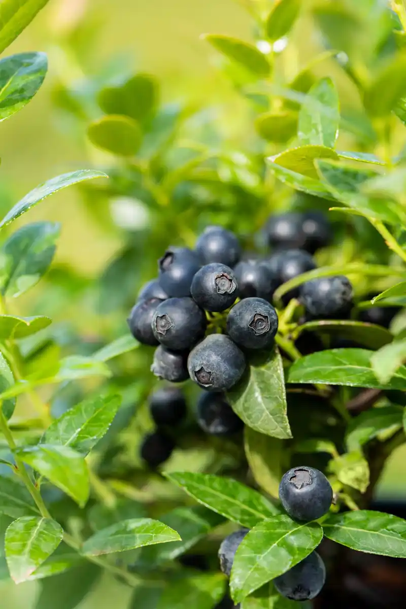 Bild 1 von Bio Beerenobst Blaubeere Vaccinium in Sorten großfruchtig 2 L Container, 30 - 40 cm hoch