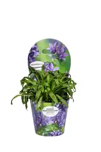 Solitärstauden Campanula glomerata Glockenblume 19 cm