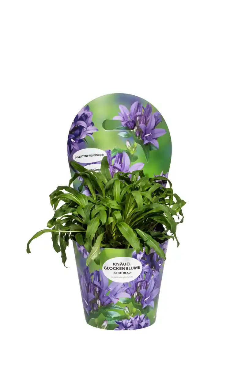 Bild 1 von Solitärstauden Campanula glomerata Glockenblume 19 cm