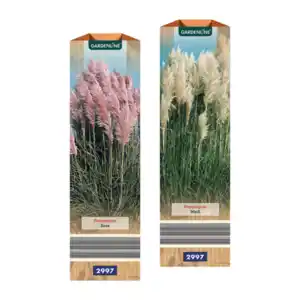 GARDENLINE Pampasgras