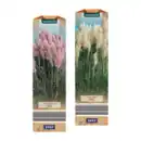 Bild 1 von GARDENLINE Pampasgras
