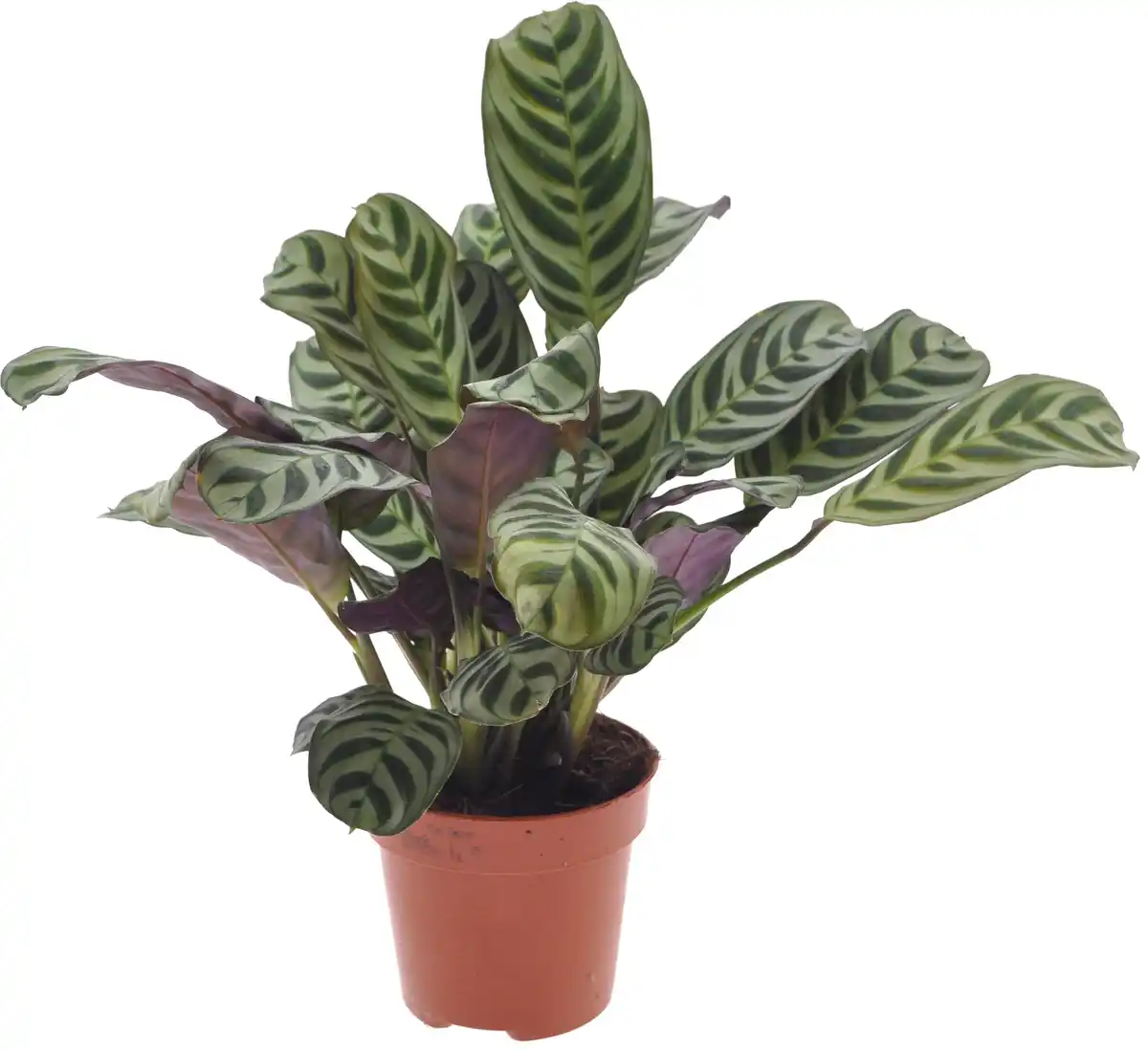 Bild 1 von Grünpflanzenmix H ca 40 cm 12 cm Topf