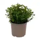 Bild 2 von GARDENLINE Polsterstaude