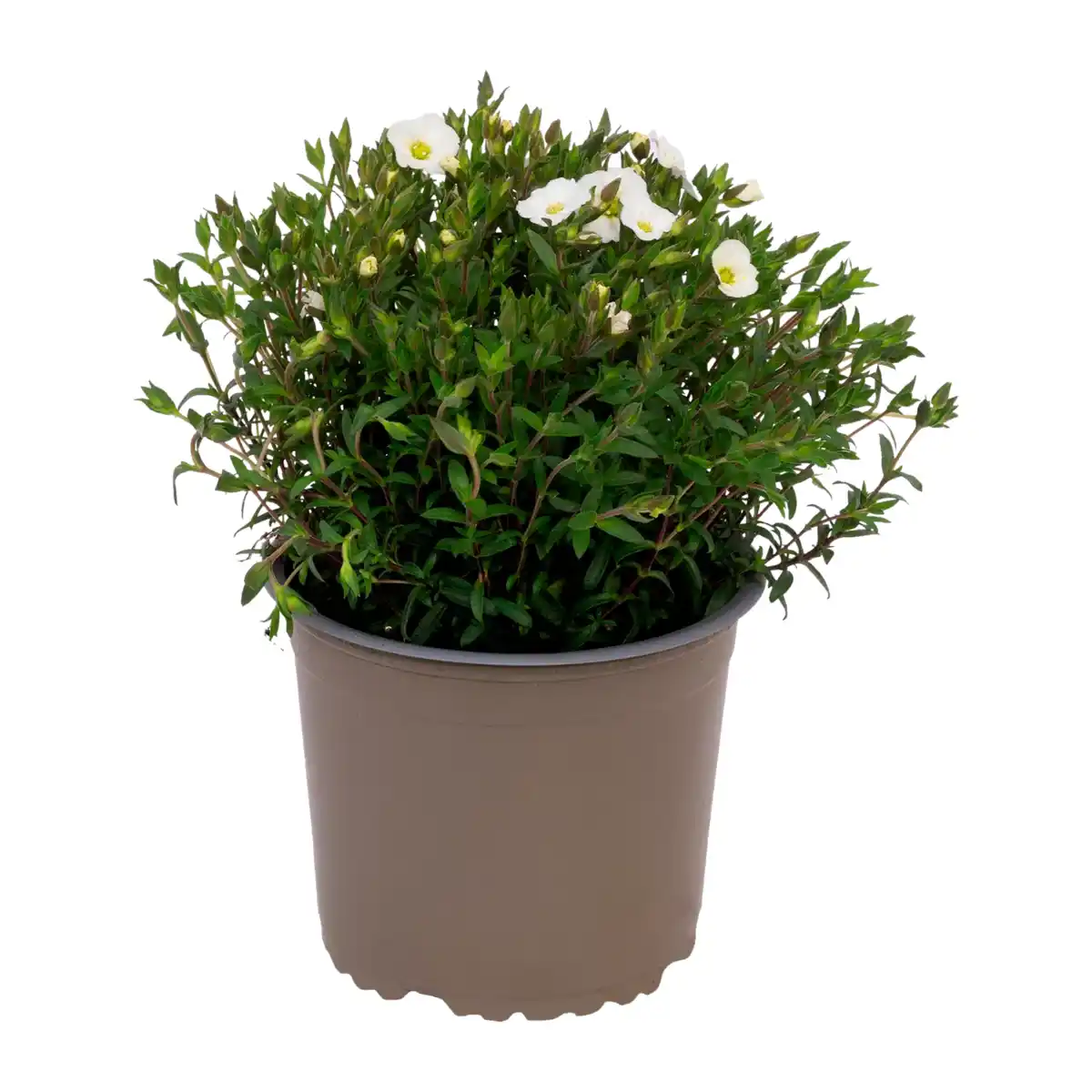 Bild 2 von GARDENLINE Polsterstaude