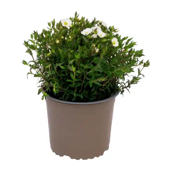 Bild 2 von GARDENLINE Polsterstaude