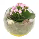 Bild 2 von GARDENLINE Bepflanztes Osterglas