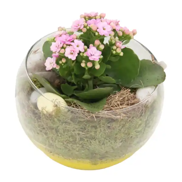 Bild 2 von GARDENLINE Bepflanztes Osterglas