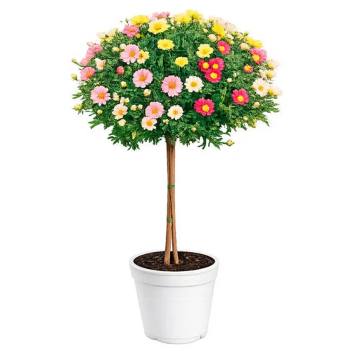 Bild 1 von GARDENLINE Margeriten Stämmchen Trio