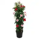 Bild 1 von GARDENLINE Dipladenie Pyramide Trio