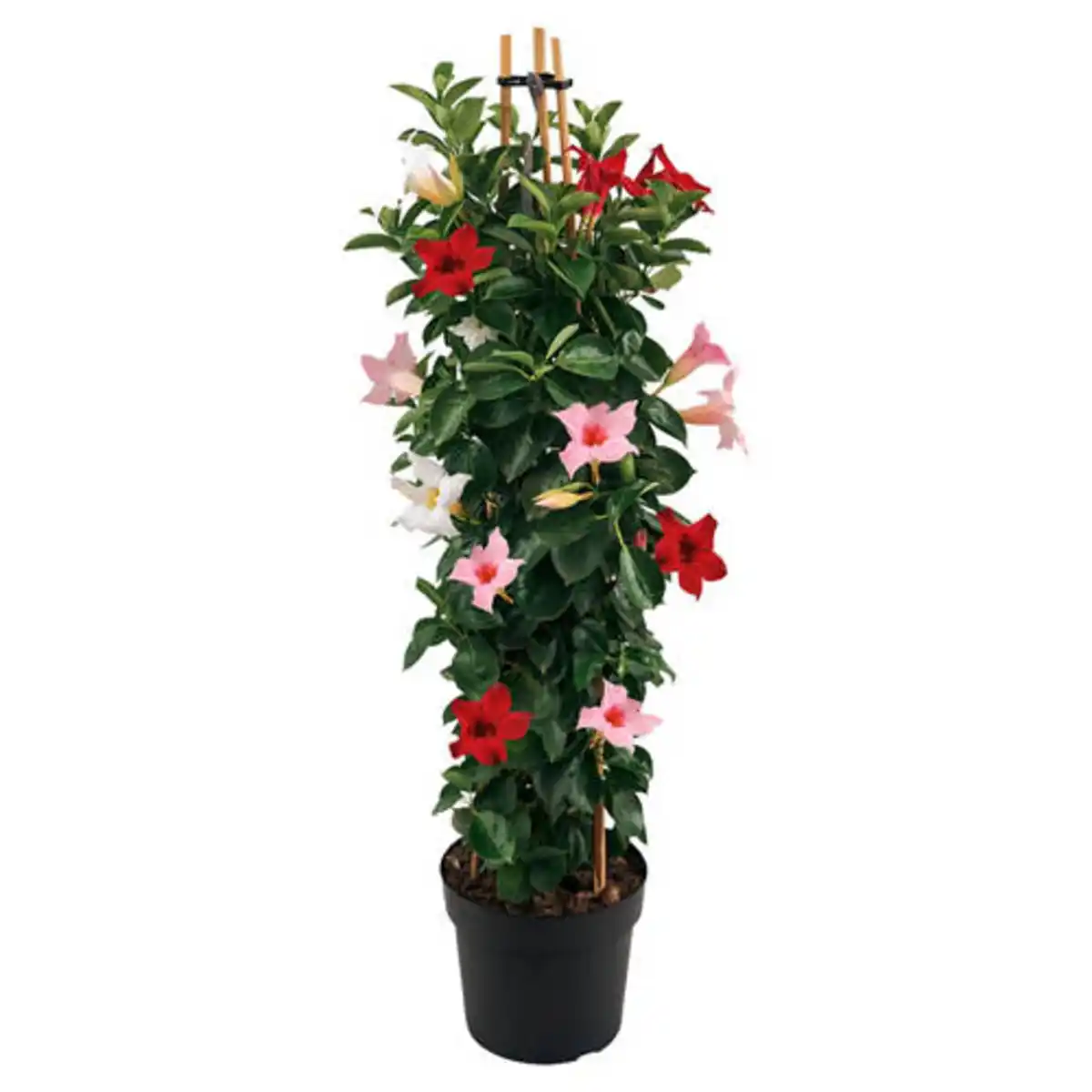 Bild 1 von GARDENLINE Dipladenie Pyramide Trio