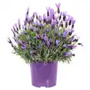 Bild 1 von GARDENLINE Lavendel
