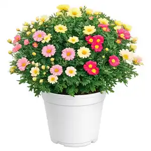 GARDENLINE Margeriten Busch