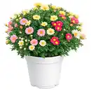 Bild 1 von GARDENLINE Margeriten Busch