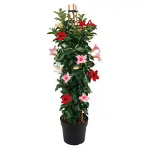 GARDENLINE Dipladenie Pyramide Trio