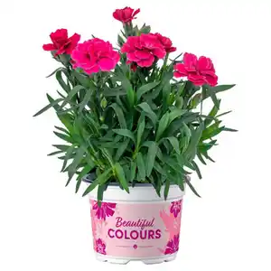 GARDENLINE Beetpflanze, Garten-Nelke