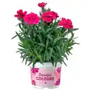 Bild 1 von GARDENLINE Beetpflanze, Garten-Nelke