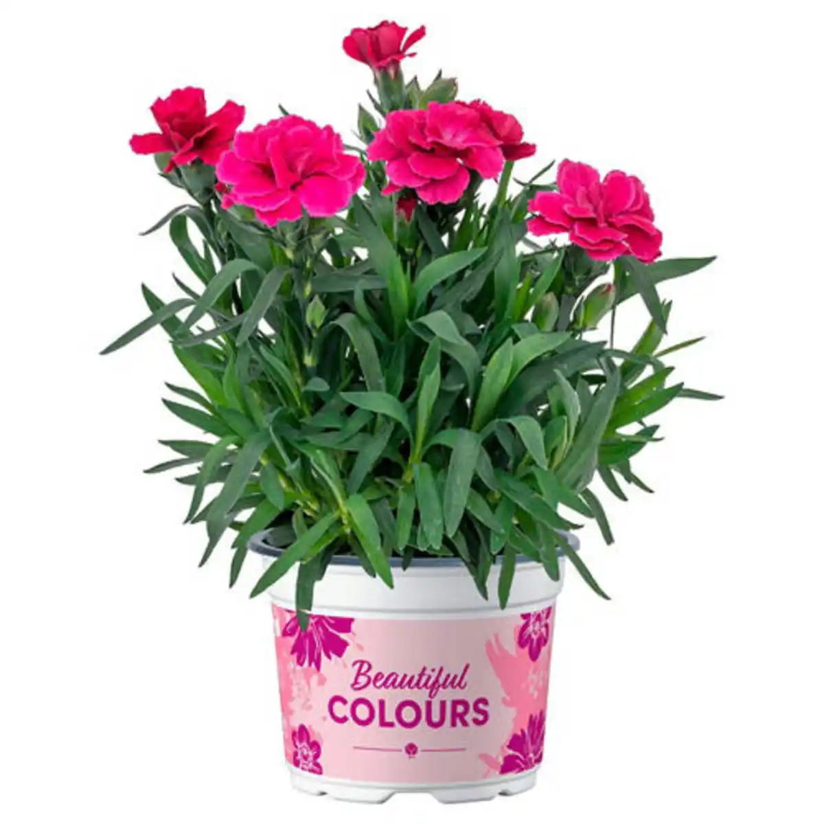 Bild 1 von GARDENLINE Beetpflanze, Garten-Nelke