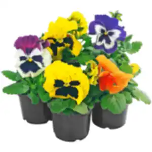 Stiefmütterchen oder Hornveilchen