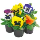 Bild 1 von Stiefmütterchen oder Hornveilchen