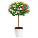 Bild 1 von GARDENLINE Margeriten Stämmchen