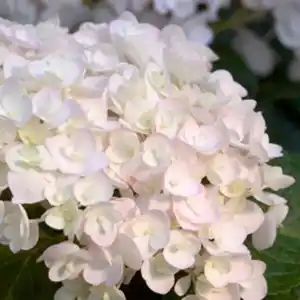 Endless Summer® Hortensie Hydrangea macrophylla »Endless Summer®«, The Bridge, weiß