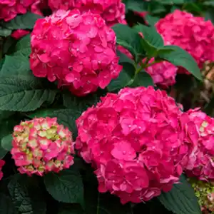 Endless Summer® Hortensie Hydrangea macrophylla »Endless Summer®«, Summer Love, pinkrot